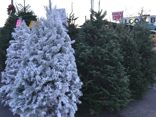 Flocked Christmas Trees