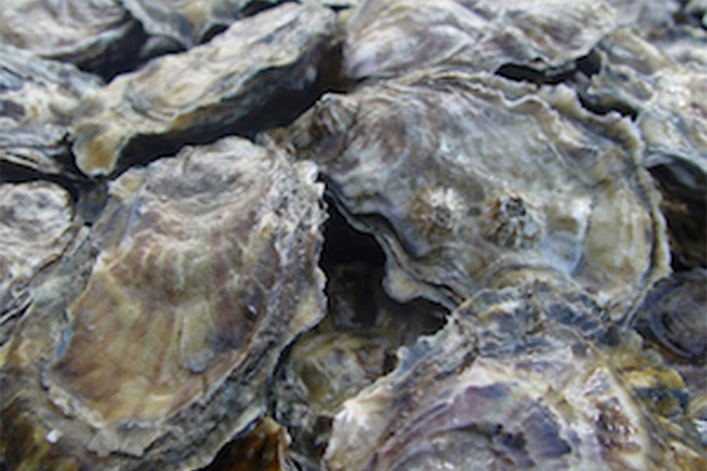 Oysters