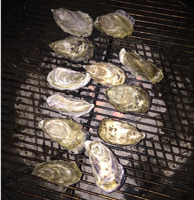 Oysters